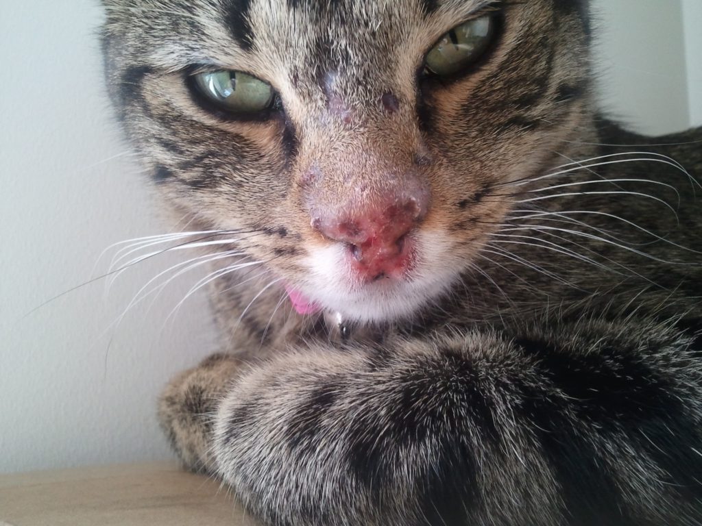 Герпесвирусная инфекция кошек типа 2
