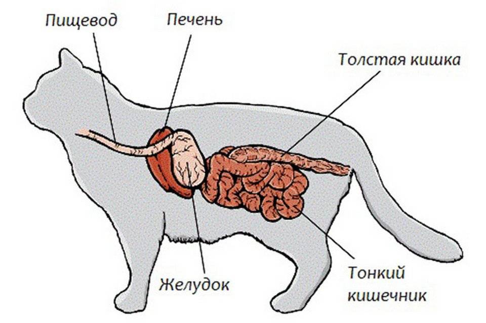 Печень у кошки симптомы. Кишечник кошки анатомия.